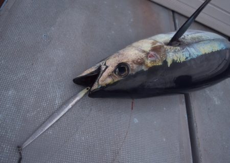 渡船屋たにぐち 釣果