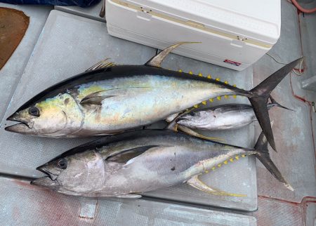 渡船屋たにぐち 釣果