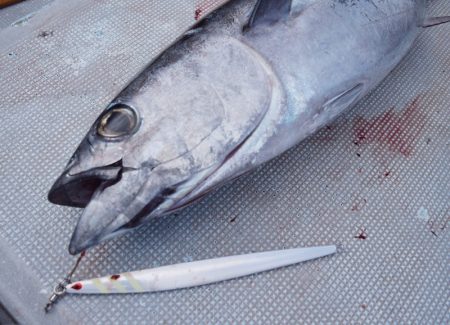 渡船屋たにぐち 釣果