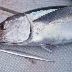 渡船屋たにぐち 釣果