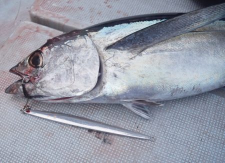 渡船屋たにぐち 釣果