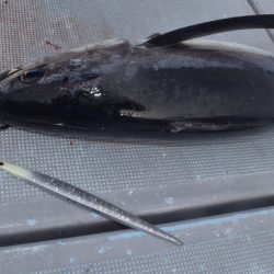 渡船屋たにぐち 釣果