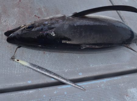 渡船屋たにぐち 釣果