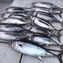 渡船屋たにぐち 釣果