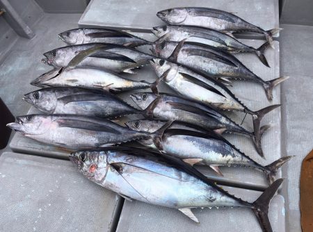 渡船屋たにぐち 釣果