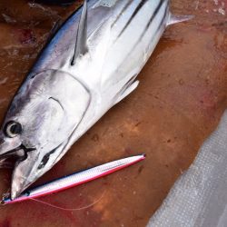 渡船屋たにぐち 釣果