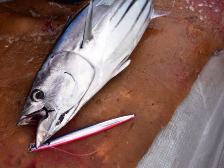 渡船屋たにぐち 釣果