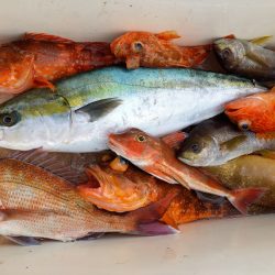 第二龍勢丸 釣果