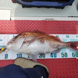 シーライオン 釣果