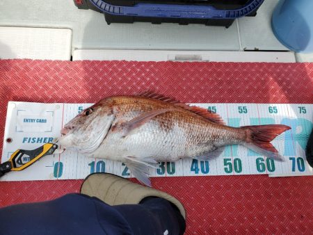 シーライオン 釣果