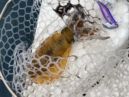 「LaGooN」蒼陽丸 日和号 釣果