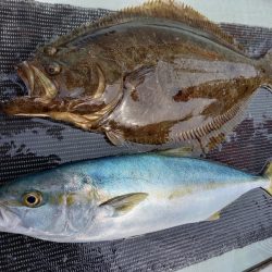 アマテラス 釣果