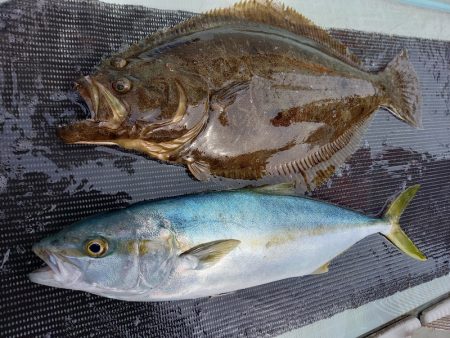 アマテラス 釣果