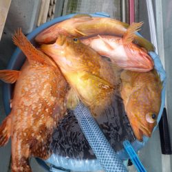 アマテラス 釣果