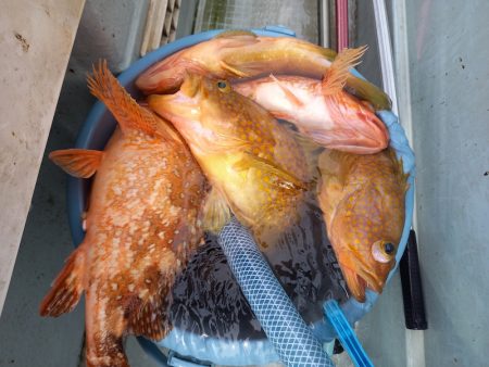 アマテラス 釣果