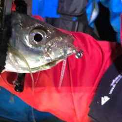 Monster Rush! 釣果