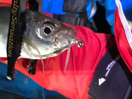 Monster Rush! 釣果