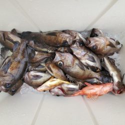 海龍丸（石川） 釣果