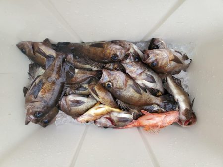 海龍丸（石川） 釣果