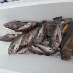 海龍丸（石川） 釣果