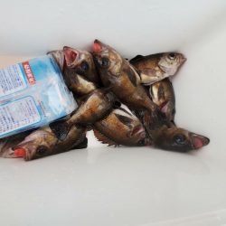 海龍丸（石川） 釣果