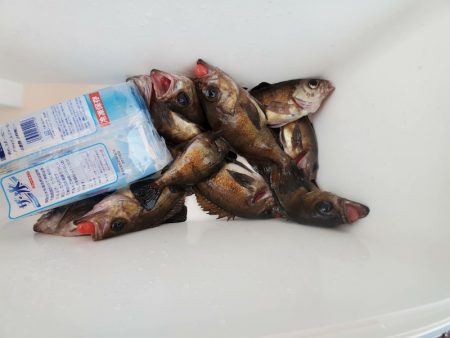 海龍丸（石川） 釣果