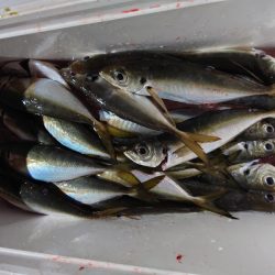 シースナイパー海龍 釣果