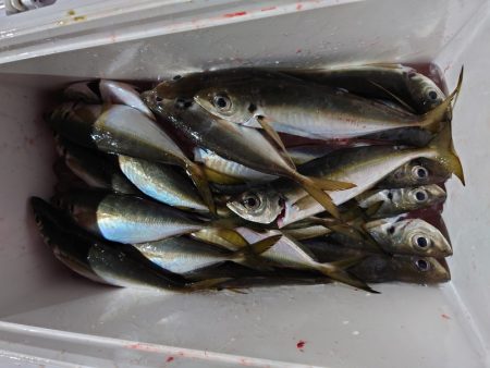 シースナイパー海龍 釣果