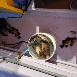 海龍丸（石川） 釣果