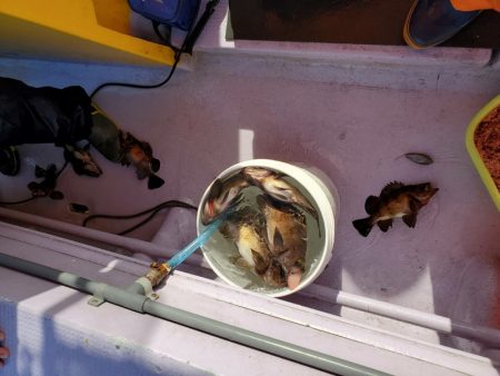 海龍丸（石川） 釣果