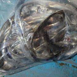 シースナイパー海龍 釣果