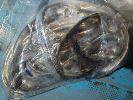 シースナイパー海龍 釣果