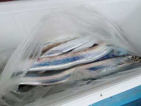 シースナイパー海龍 釣果