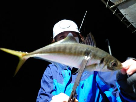シースナイパー海龍 釣果