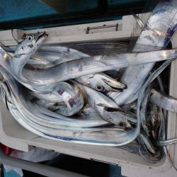 シースナイパー海龍 釣果