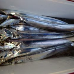 シースナイパー海龍 釣果