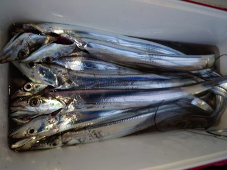 シースナイパー海龍 釣果