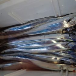 シースナイパー海龍 釣果