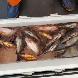 海龍丸（石川） 釣果