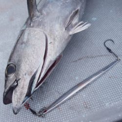 渡船屋たにぐち 釣果