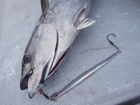 渡船屋たにぐち 釣果