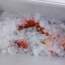 第二龍勢丸 釣果