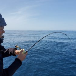 シーライオン 釣果