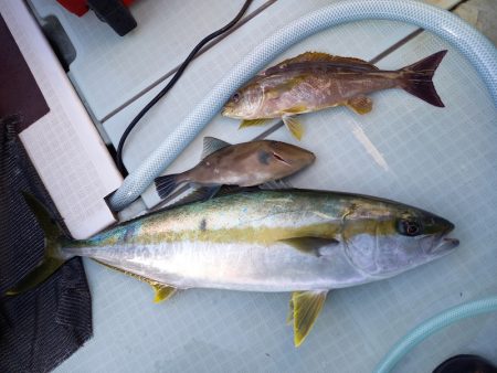 アマテラス 釣果