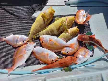 アマテラス 釣果