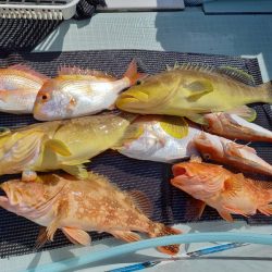 アマテラス 釣果