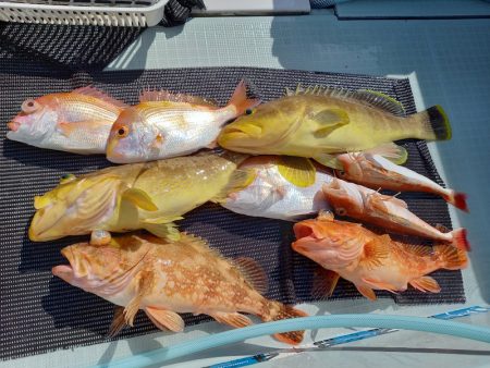 アマテラス 釣果