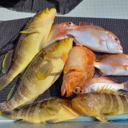 アマテラス 釣果