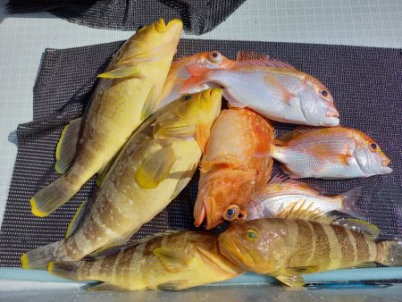 アマテラス 釣果