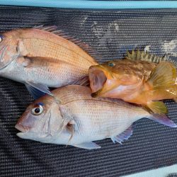 アマテラス 釣果